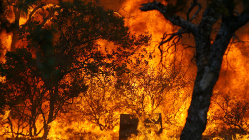 Cháy rừng thông thiệt hại hơn 100 triệu đồng