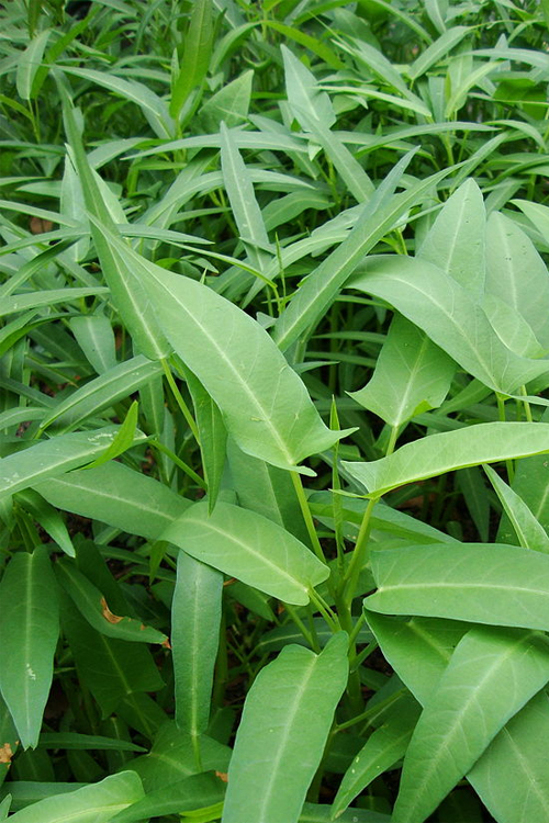 Cảnh báo: 5 mối nguy đến tính mạng từ rau muống