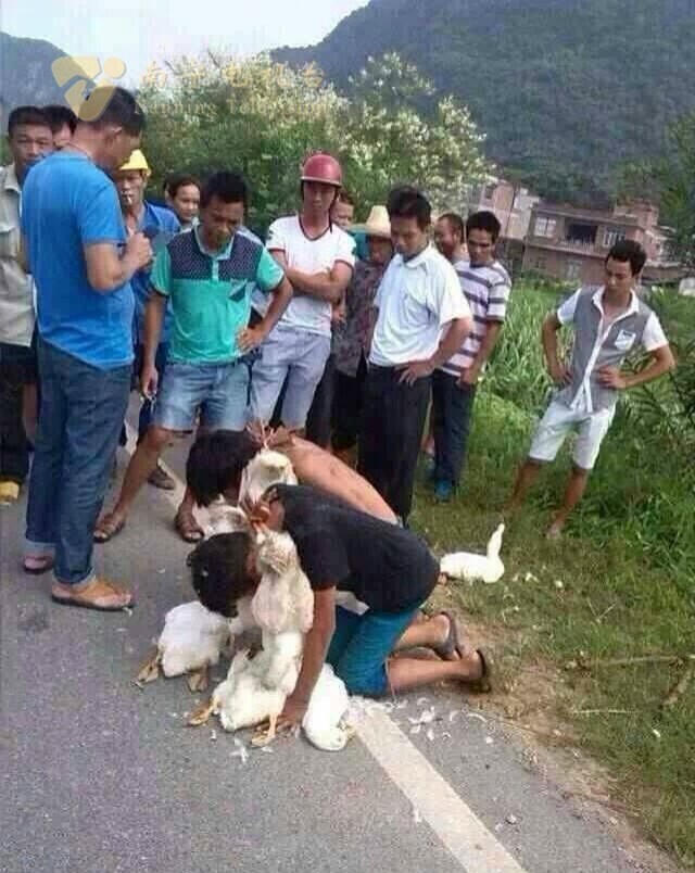 Thiếu niên trộm vịt bị dân làng bắt quỳ gối, ngậm…vịt