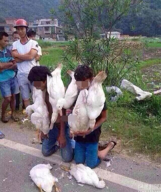 Thiếu niên trộm vịt bị dân làng bắt quỳ gối, ngậm…vịt