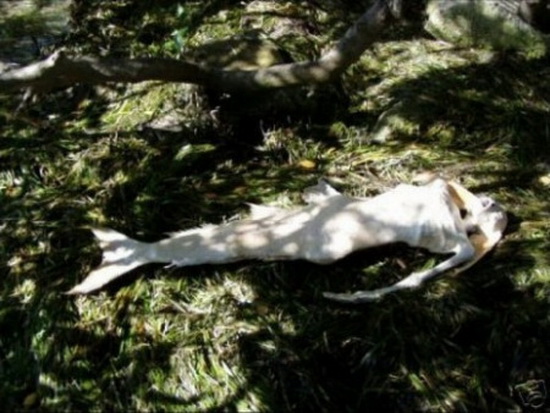 Nàng tiên cá có thật hay không?