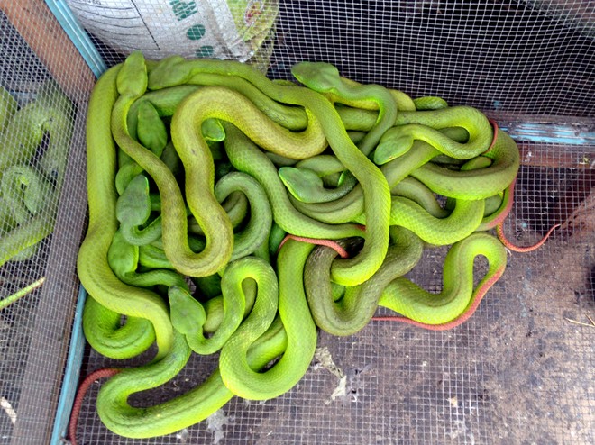 Những chợ đặc biệt chỉ có trong mùa lũ