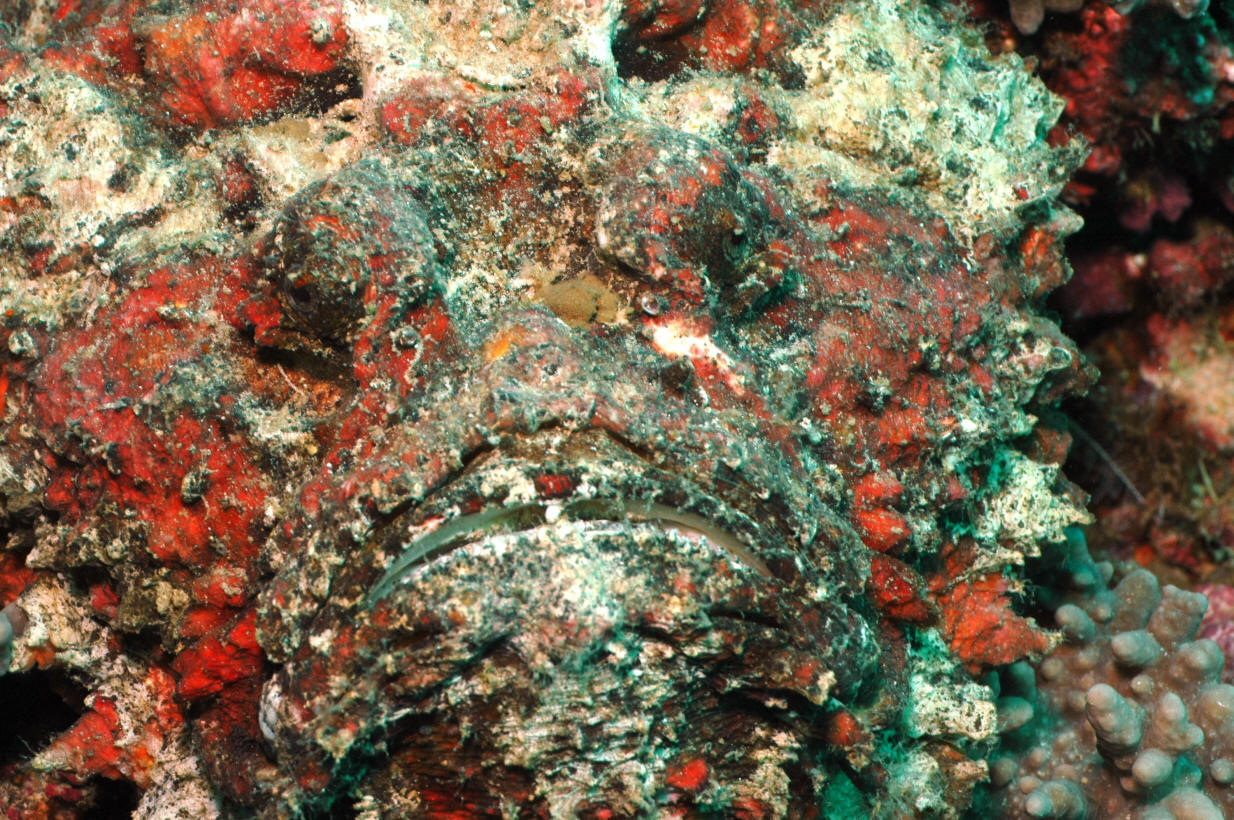 Cận cảnh loài cá mang khuôn mặt quỷ dữ