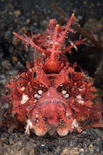 Cận cảnh loài cá mang khuôn mặt quỷ dữ