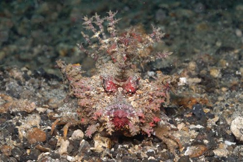 Cận cảnh loài cá mang khuôn mặt quỷ dữ