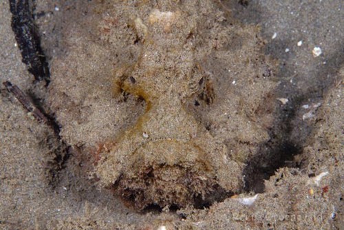 Cận cảnh loài cá mang khuôn mặt quỷ dữ