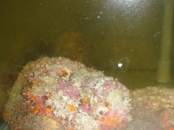 Cận cảnh loài cá mang khuôn mặt quỷ dữ