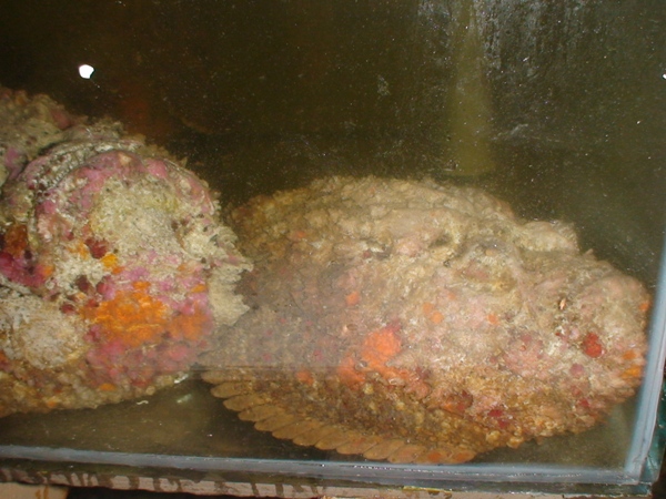 Cận cảnh loài cá mang khuôn mặt quỷ dữ