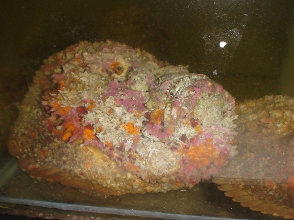 Cận cảnh loài cá mang khuôn mặt quỷ dữ