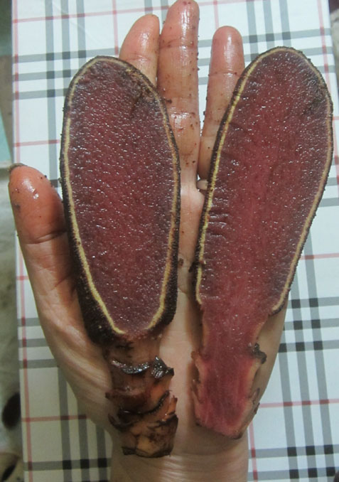 Tận mắt nấm hình ‘của quý’ tăng sinh lực cho nam, hồi xuân cho nữ