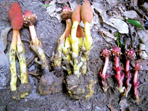 Tận mắt nấm hình ‘của quý’ tăng sinh lực cho nam, hồi xuân cho nữ