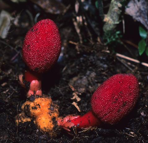 Cô giáo xinh đẹp 30 năm săn tìm loài nấm hình 