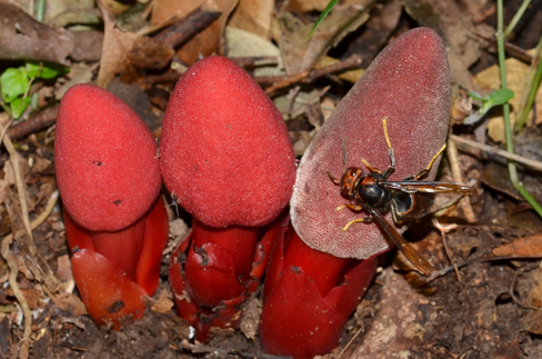 Cô giáo xinh đẹp 30 năm săn tìm loài nấm hình 