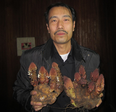 Cô giáo xinh đẹp 30 năm săn tìm loài nấm hình 