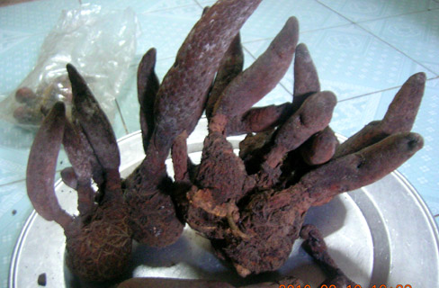 Cô giáo xinh đẹp 30 năm săn tìm loài nấm hình 