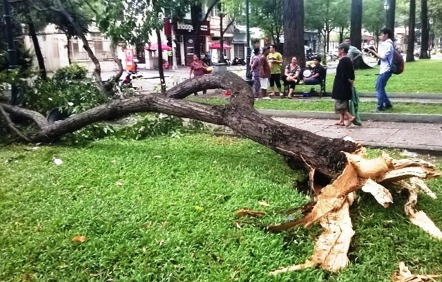 Chơi công viên, cháu bé nhập viện vì cành cây rơi trúng đầu