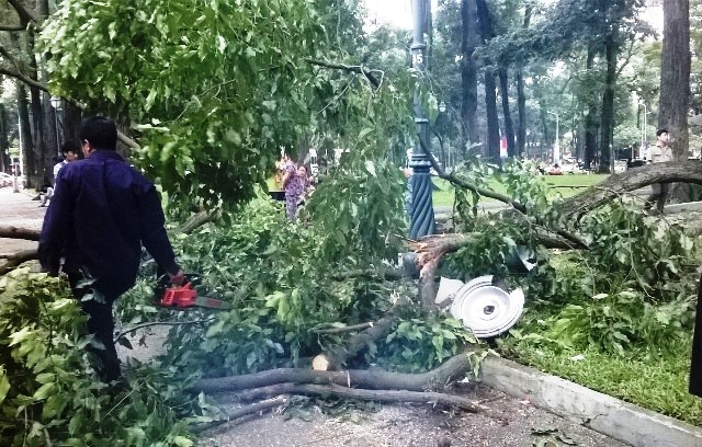 Chơi công viên, cháu bé nhập viện vì cành cây rơi trúng đầu