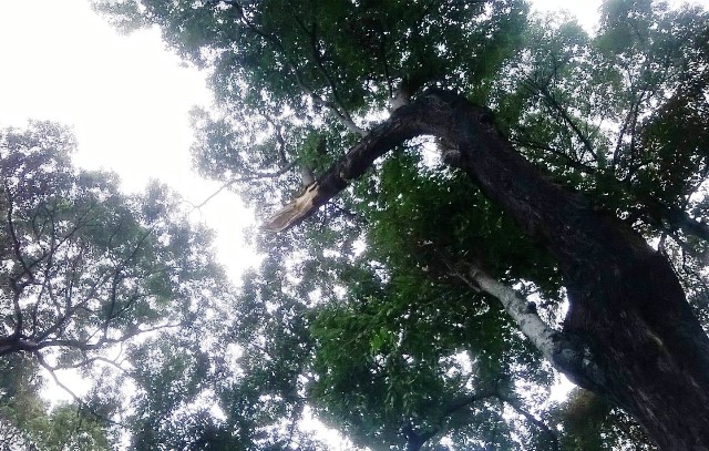 Chơi công viên, cháu bé nhập viện vì cành cây rơi trúng đầu