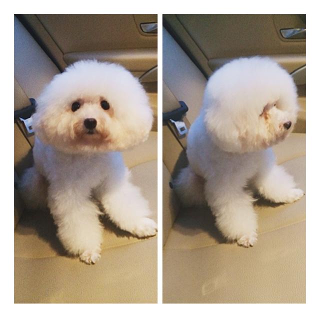 Angela Phương Trinh đưa thú cưng đi spa Angela Phương Trinh đưa thú cưng đi spa