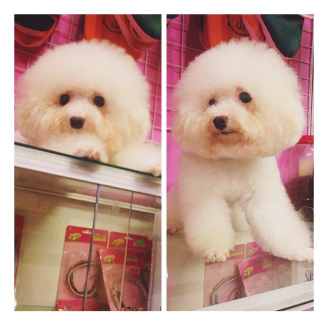 Angela Phương Trinh đưa thú cưng đi spa Angela Phương Trinh đưa thú cưng đi spa