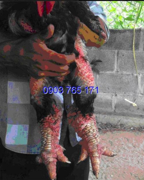 Kiếm hàng trăm triệu đồng từ gà Đông Tảo thuần chủng