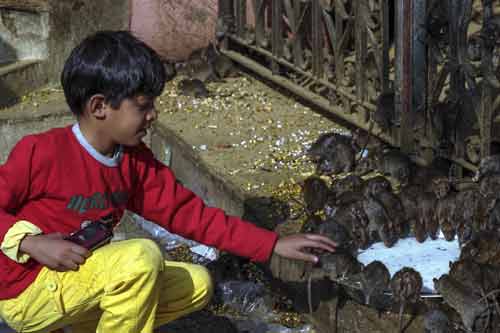 Kỳ lạ ngôi đền với hơn 20.000 con chuột được người dân tôn thờ Kỳ lạ ngôi đền với hơn 20.000 con chuột được người dân tôn thờ