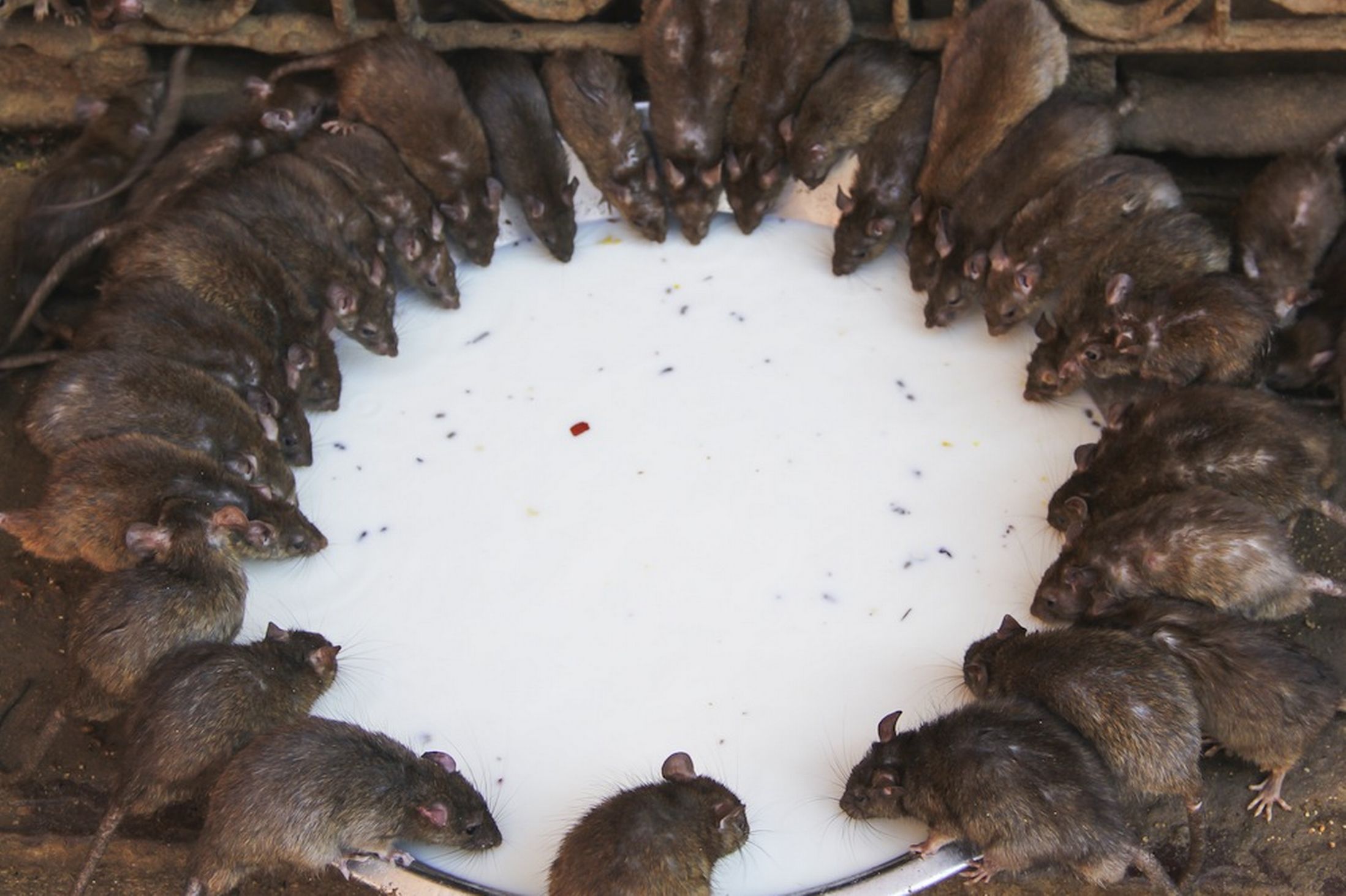 Kỳ lạ ngôi đền với hơn 20.000 con chuột được người dân tôn thờ Kỳ lạ ngôi đền với hơn 20.000 con chuột được người dân tôn thờ