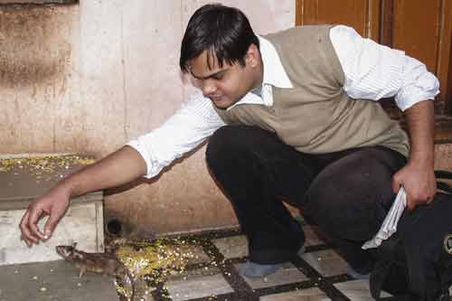 Kỳ lạ ngôi đền với hơn 20.000 con chuột được người dân tôn thờ Kỳ lạ ngôi đền với hơn 20.000 con chuột được người dân tôn thờ