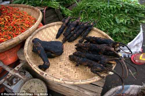 Cận cảnh khu chợ chuyên bán chó, chuột, dơi, khỉ thui và cả trăn