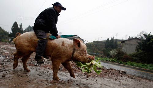 Lão nông ở Trung Quốc cưỡi lợn đi chợ hàng ngày