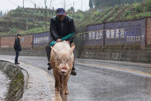 Lão nông ở Trung Quốc cưỡi lợn đi chợ hàng ngày Lão nông ở Trung Quốc cưỡi lợn đi chợ hàng ngày