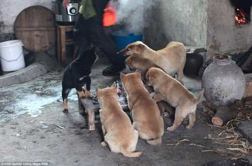 Đàn cún con đáng yêu sưởi ấm bên than lửa Đàn cún con đáng yêu sưởi ấm bên than lửa