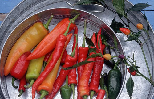 Chuột đồng Việt Nam được chọn là món ăn rẻ nhất thế giới Chuột đồng Việt Nam được chọn là món ăn rẻ nhất thế giới