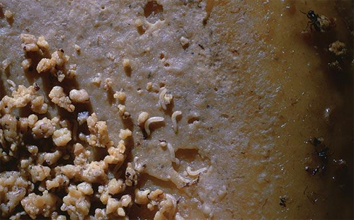 Chuột đồng Việt Nam được chọn là món ăn rẻ nhất thế giới Chuột đồng Việt Nam được chọn là món ăn rẻ nhất thế giới