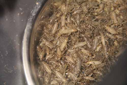 Kinh hoàng người phụ nữ nghiện ăn thịt chuột, sâu, dế