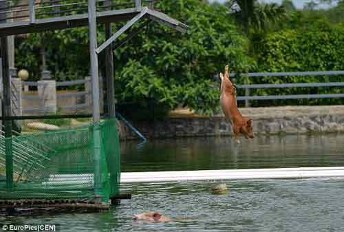 Màn biểu diễn lợn nhảy cầu, bơi lội thu hút đông đảo du khách 