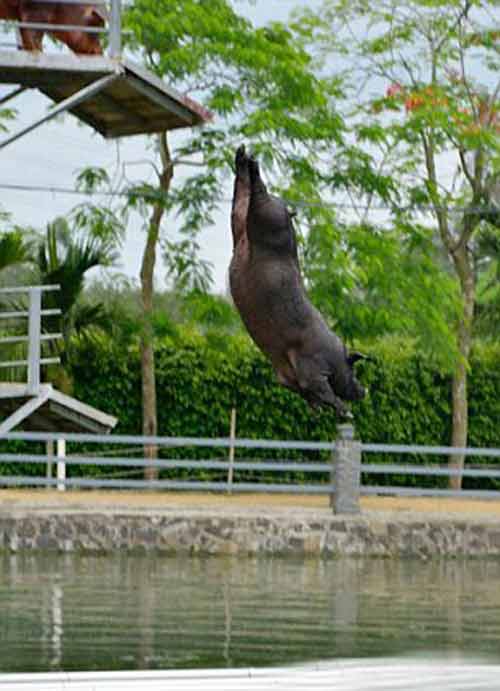 Màn biểu diễn lợn nhảy cầu, bơi lội thu hút đông đảo du khách 