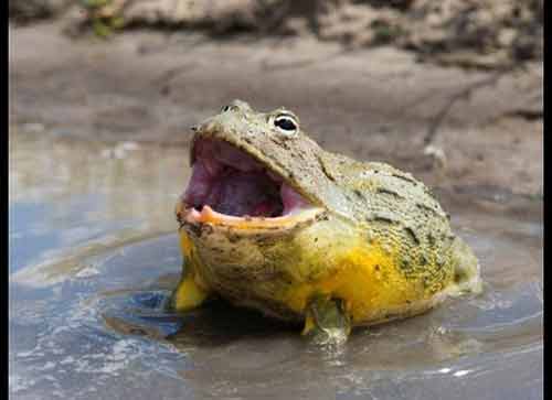 Những món ngon được yêu thích nhưng nguy hiểm chết người