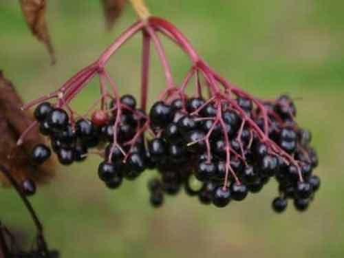 Những món ngon được yêu thích nhưng nguy hiểm chết người