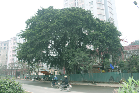 Cổ thụ khiến Đại lộ Thăng Long phải vặn mình né tránh