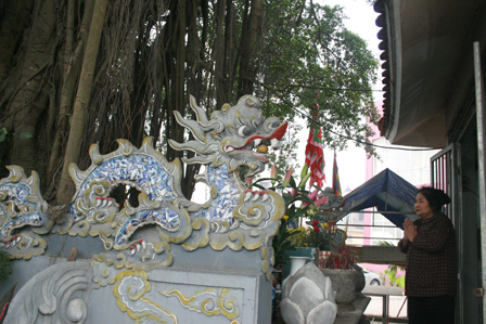 Cổ thụ khiến Đại lộ Thăng Long phải vặn mình né tránh