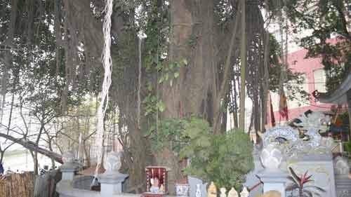 Cổ thụ khiến Đại lộ Thăng Long phải vặn mình né tránh