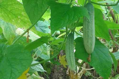 14 lý do bạn nên đưa dưa chuột vào thực đơn mỗi ngày