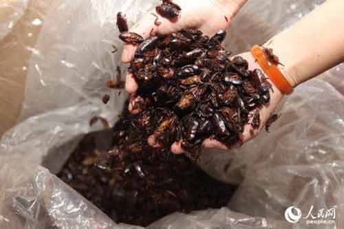 Khiếp đản người phụ nữ nuôi 100.000 con gián như con cái Khiếp đản người phụ nữ nuôi 100.000 con gián như con cái