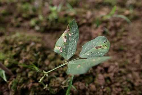 Ám ảnh ngôi làng ung thư ở Trung Quốc Ám ảnh ngôi làng ung thư ở Trung Quốc