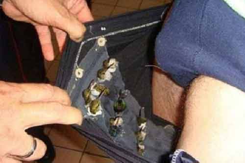 Bi hài: Bị bắt ở sân bay vì giấu 66 con chim trong quần Bi hài: Bị bắt ở sân bay vì giấu 66 con chim trong quần