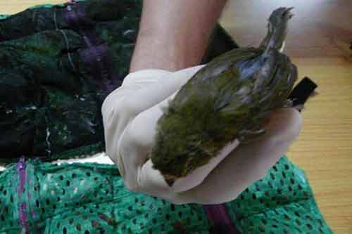 Bi hài: Bị bắt ở sân bay vì giấu 66 con chim trong quần Bi hài: Bị bắt ở sân bay vì giấu 66 con chim trong quần