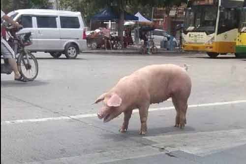 Kỳ diệu chú lợn nhảy từ nóc xe tải gần 5m xuống vẫn sống sót