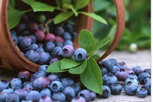 5 thực phẩm giúp tăng cường trí não cho sĩ tử trong các kỳ thi