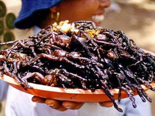 Cận cảnh đặc sản nhện đen chiên của Campuchia